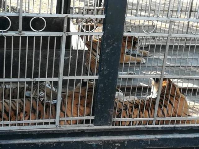 Thế giới - Thò tay vào chuồng hổ, rút được ra thì tay không còn