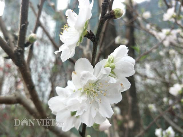 Thị trường - Tiêu dùng - Khách bất ngờ gặp "đào tuyết" giá chục triệu ở chợ hoa xuân Thủ đô