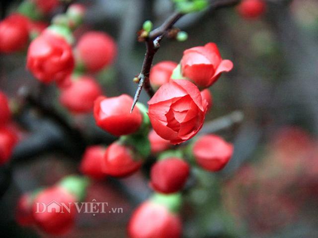 Thị trường - Tiêu dùng - Mai đỏ “thế Nam sắc Bắc”, thú chơi Tết cực lạ của nhiều "thượng đế"