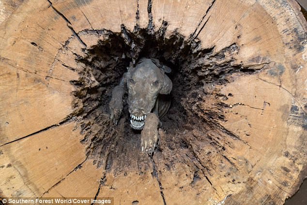 Chó hóa xác ướp trong thân cây hoàn hảo ở Mỹ - 1