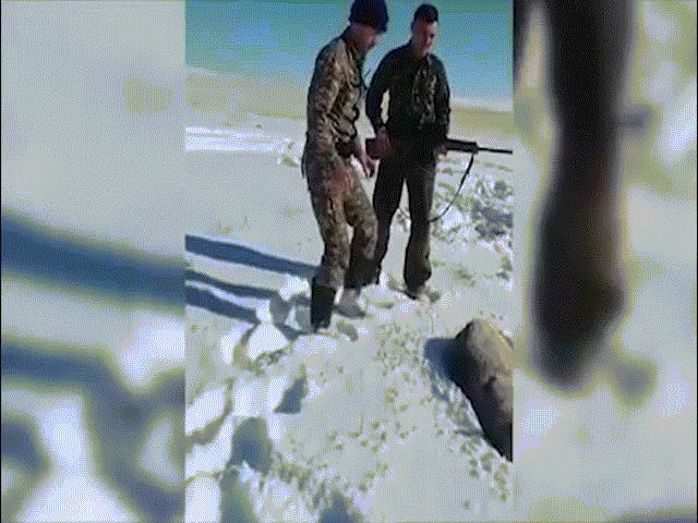 Thế giới - Video: Chó sói bị “bắn chết” bật dậy tấn công thợ săn