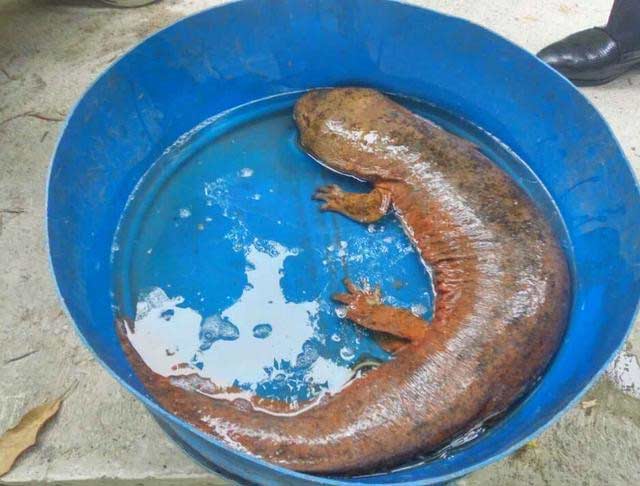 2 khả năng khiến "quái vật bò ngang đường" xuất hiện tại Việt Nam - 2