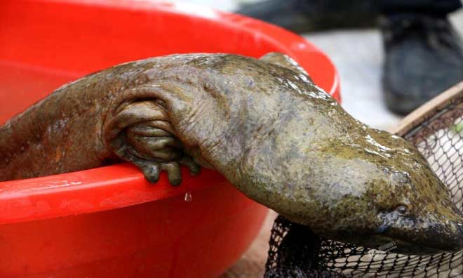 2 khả năng khiến "quái vật bò ngang đường" xuất hiện tại Việt Nam - 3