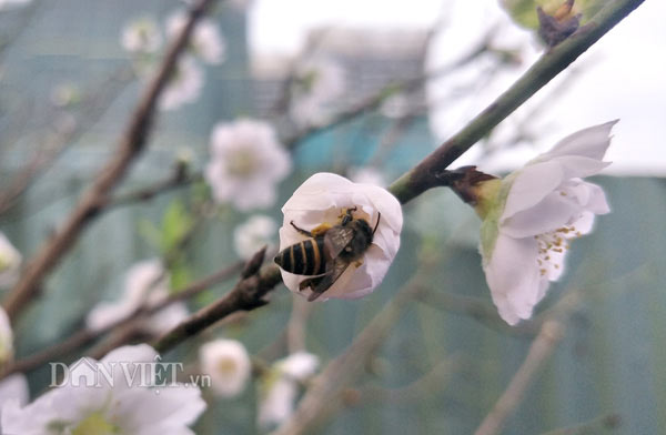Khách bất ngờ gặp &#34;đào tuyết&#34; giá chục triệu ở chợ hoa xuân Thủ đô - 7