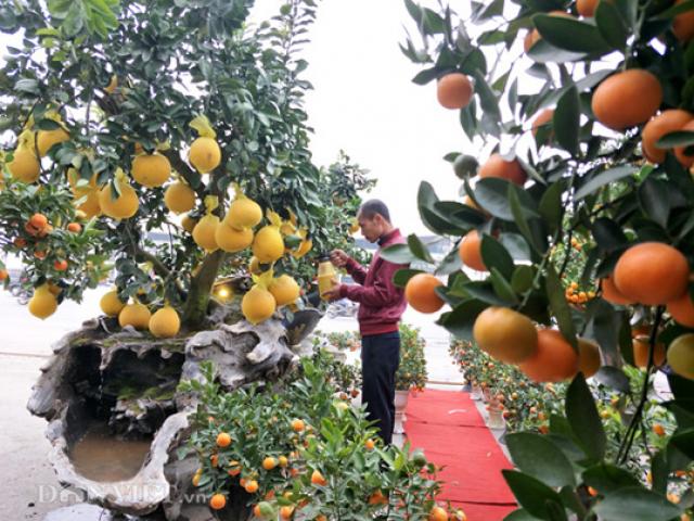 Tin tức trong ngày - Tuyệt tác "hai dòng sữa mẹ" gây xôn xao thị trường cây Tết 2018