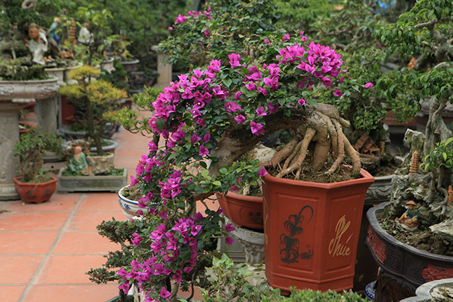 11 chậu hoa giấy thác đổ đẹp nhất Việt Nam - Nông Lâm Ngư Việt Nam