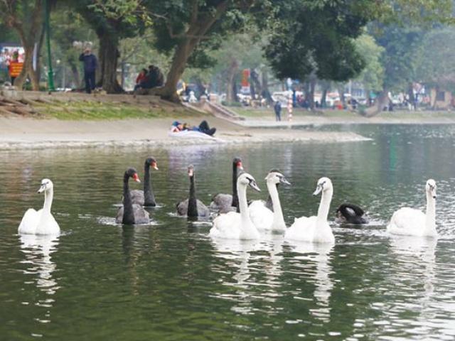 Tin tức trong ngày - Thả thiên nga ở Hồ Gươm: Chín người mười ý