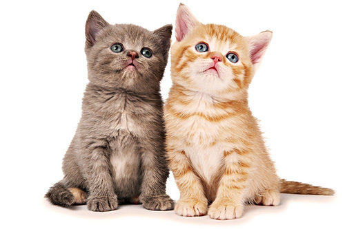 Tháng 2, con giáp nào làm ăn gặp &#34;thiên thời, địa lợi&#34; nhất? - 4