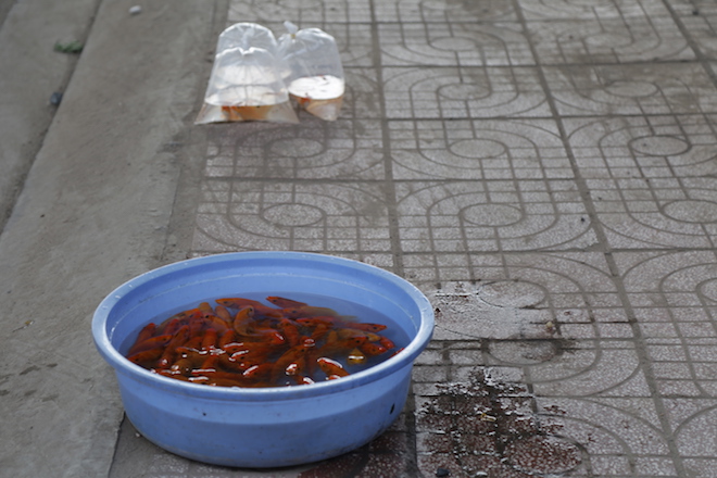 Cá chép tiễn ông Táo về trời: 1 người thả, 3 người bắt - 6