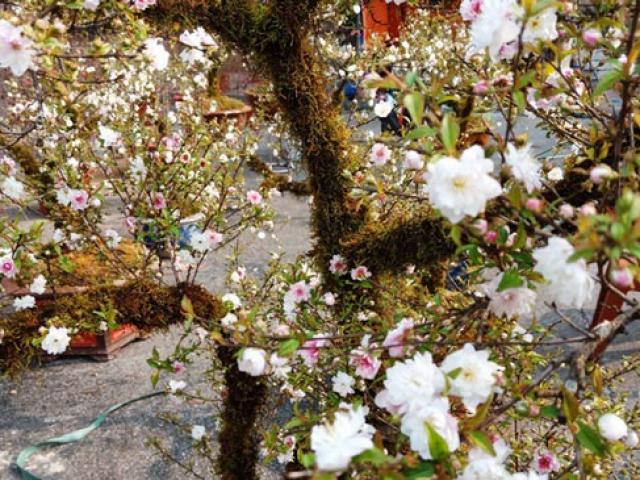 Thị trường - Tiêu dùng - Mai trắng quý gây "sốc" với giá trăm triệu tại chợ hoa Tết đất cố đô