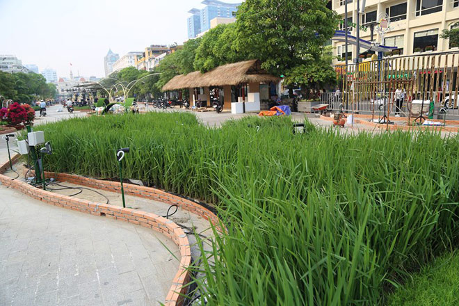 Cận cảnh đường hoa Nguyễn Huệ trước ngày khai mạc - 10