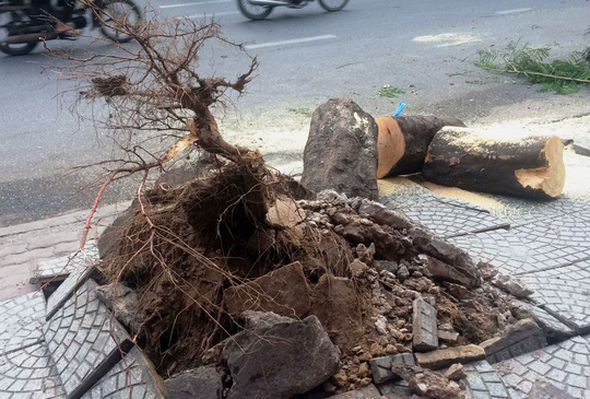 Cây xanh bật gốc quật trúng 2 người sáng tiễn ông Táo - 1