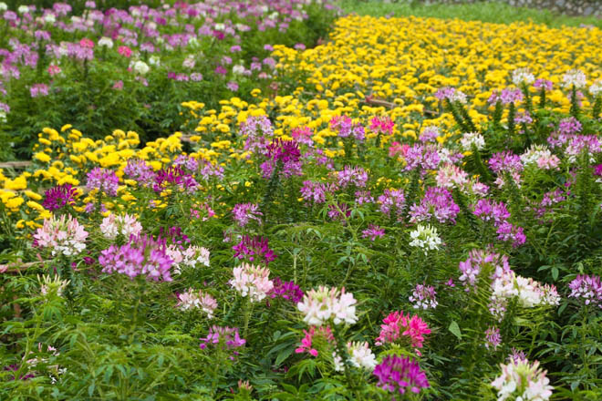 Thung lũng vạn hoa ngay tại Hà Nội - Địa chỉ "sống ảo" ngày tết - 2