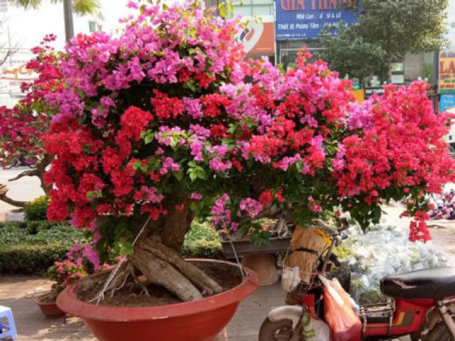 Thị trường - Tiêu dùng - Mãn nhãn hoa giấy Mỹ dáng "quái vật" giá 40 triệu/cây đổ bộ Sài Gòn