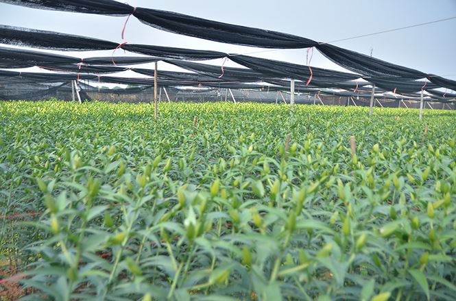 Các chủ vựa hoa lớn nhất nhì Hà Nội khóc vì hoa ly nở muộn - 11