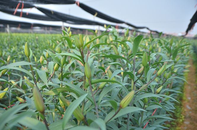 Các chủ vựa hoa lớn nhất nhì Hà Nội khóc vì hoa ly nở muộn - 13