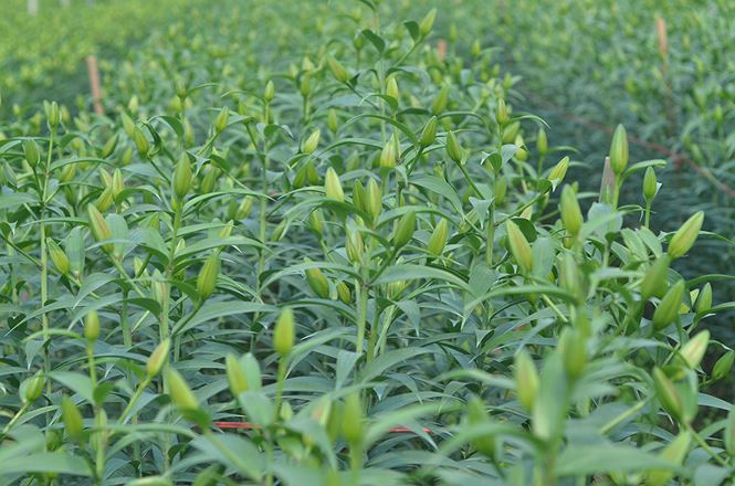 Các chủ vựa hoa lớn nhất nhì Hà Nội khóc vì hoa ly nở muộn - 17