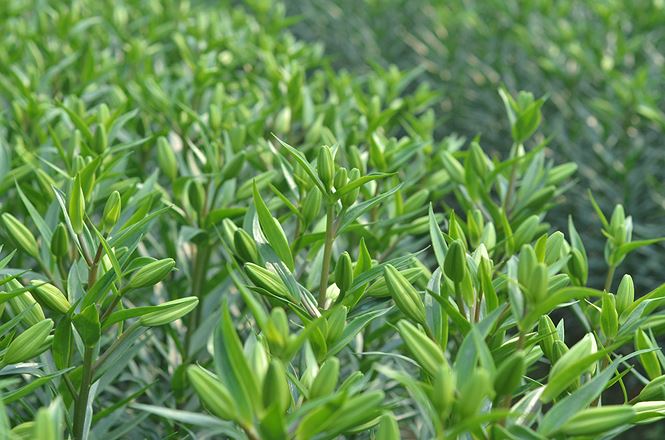 Các chủ vựa hoa lớn nhất nhì Hà Nội khóc vì hoa ly nở muộn - 6