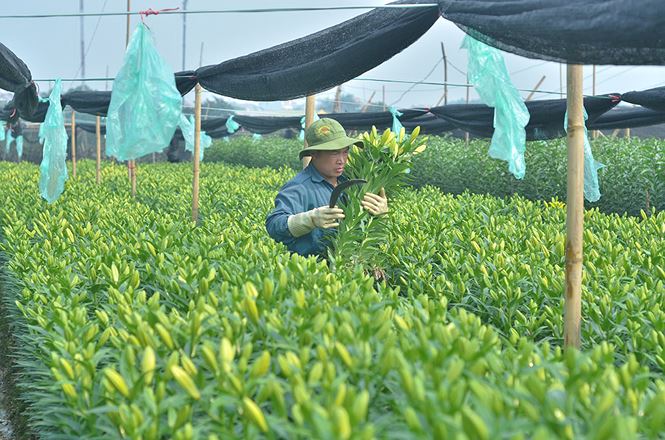 Các chủ vựa hoa lớn nhất nhì Hà Nội khóc vì hoa ly nở muộn - 9