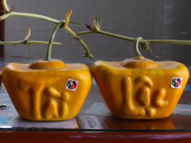 40 cặp dưa hấu thỏi vàng, giá cực khủng của lão nông miền Tây