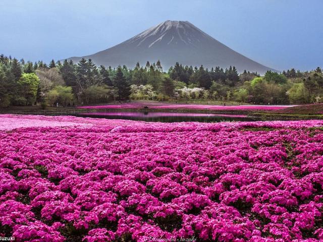 Những biển hoa đẹp ngất ngây tại Nhật Bản