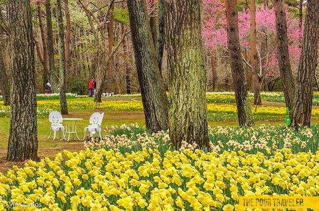 Với diện tích 19 hecta, Hitachi Seaside Park đặc trưng với nhiều sự kiện nở hoa khác nhau trong suốt cả năm, bao gồm sự xuất hiện của hàng triệu bông hoa thủy tiên, 170 bông hoa tulip và nhiều hoa khác.
