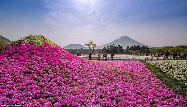 Chính giữa công viên là một khoảnh vườn với khoảng 800.000 bông hoa thuộc năm giống khác nhau, tạo ra những cánh đồng tuyệt sắc với đủ màu hồng, tím và trắng.