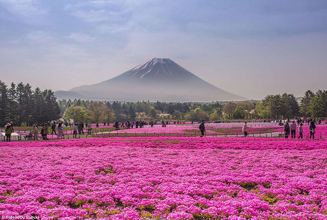 Từ một góc nhìn ngoạn mục du khách có thể chiêm ngưỡng được cả mặt hồ Motosuko lung linh và núi Phú Sĩ hùng vĩ nổi bật trên nền hoa tím ngắt.