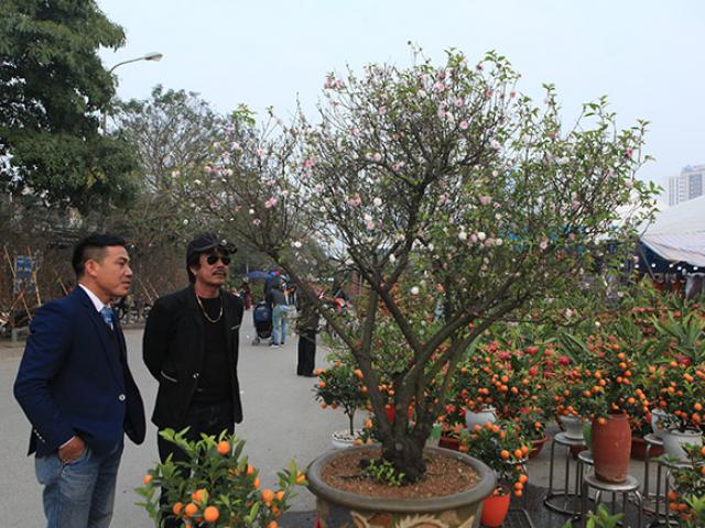 Tin tức trong ngày - Chiêm ngưỡng "lão" mai trắng chơi Tết "độc nhất vô nhị" ở Hà Nội