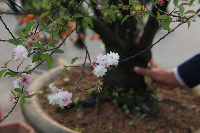 Chiêm ngưỡng &#34;lão&#34; mai trắng chơi Tết &#34;độc nhất vô nhị&#34; ở Hà Nội - 3