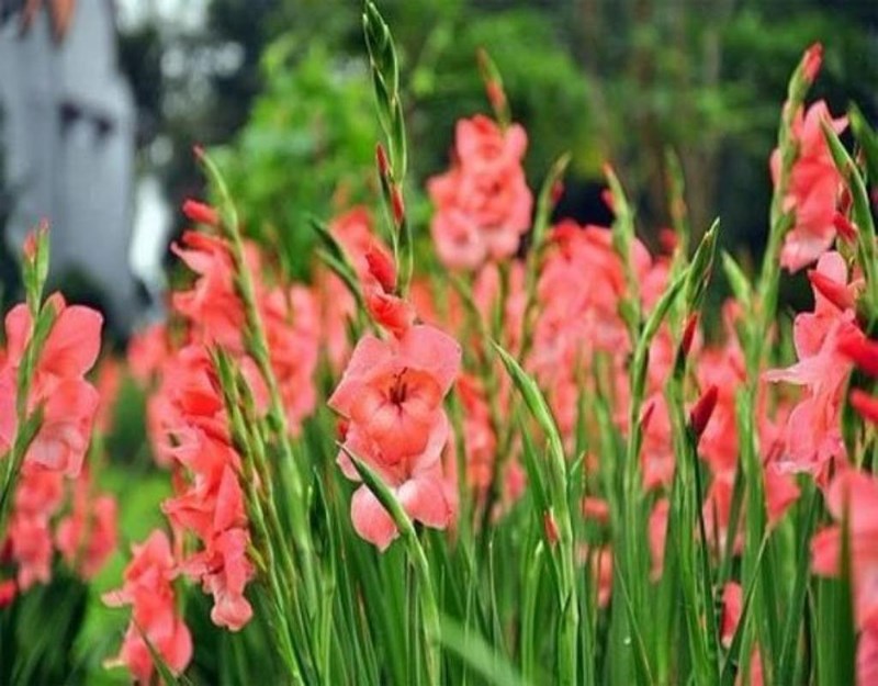 10 loại hoa mang lại may mắn, tài lộc ngày Tết - 9
