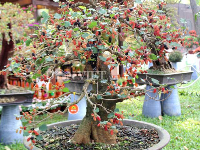 Dàn "người đẹp" bonsai dâu tằm trĩu quả khiến dân Sài thành mê mẩn