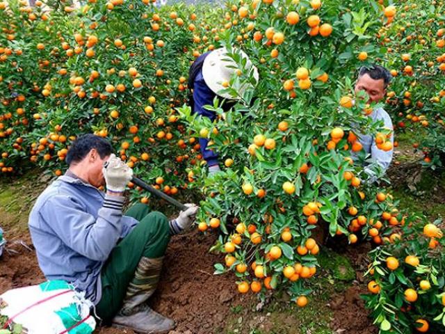 Mùa hốt tiền tỷ ở 'thủ phủ' quất cảnh Tết sát Hà Nội