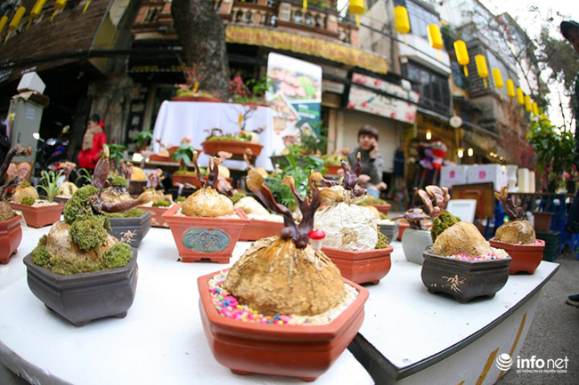 Mô hình tiểu cảnh nấm linh chi bonsai độc đáo, hấp dẫn nhiều người.
