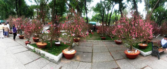 Hoa đào đất Bắc &#34;nằm&#34; phòng lạnh ở SG, chờ &#34;gả&#34; chủ - 1