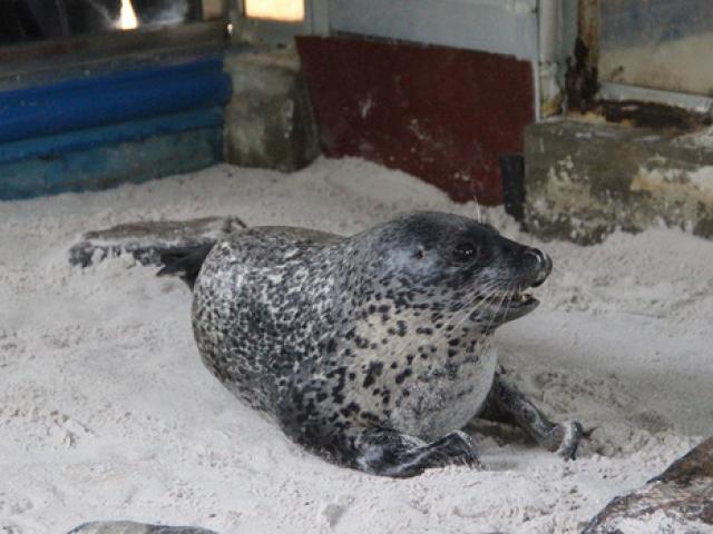 Tin tức trong ngày - Kỳ công nuôi chó biển ở Nha Trang