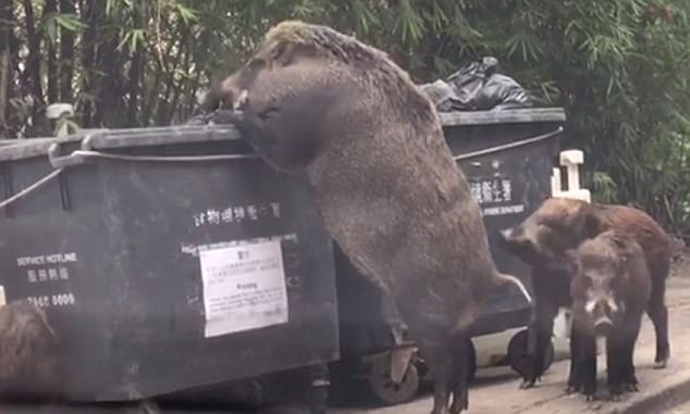 Lợn rừng 150kg đứng thẳng 2 chân lục thức ăn ở Hongkong - 1