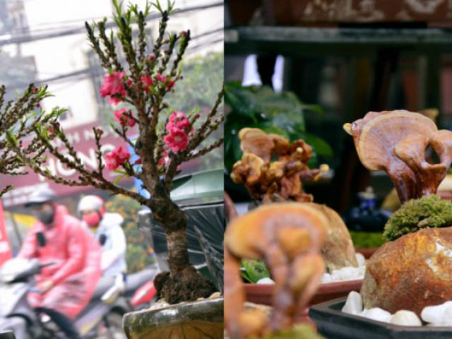 Thị trường - Tiêu dùng - Đào "tiến vua", nấm linh chi cảnh giá bạc triệu chơi Tết... "ế sưng"