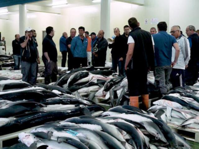 Thế giới - Tết Nguyên đán "nóng" vì vi cá mập