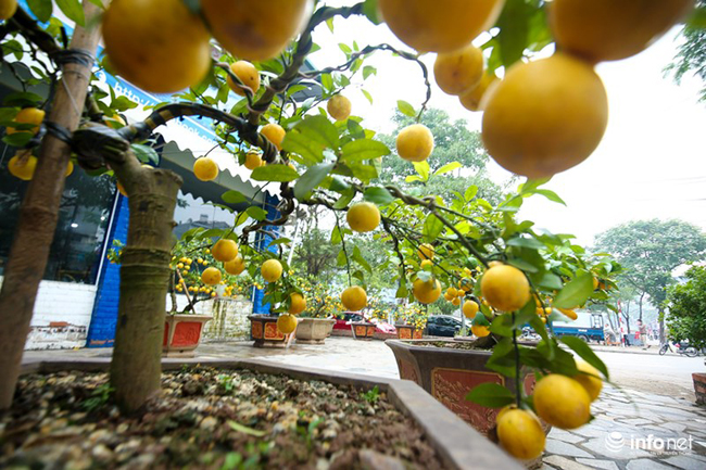 Do có đặc tính tốt nên chăm sóc chanh vàng bonsai không quá khó khăn, chủ yếu là tạo thế sao cho đẹp và giữ nước đầy đủ để cây luôn khỏe mạnh.
