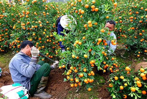 Mùa hốt tiền tỷ ở &#39;thủ phủ&#39; quất cảnh Tết sát Hà Nội - 1