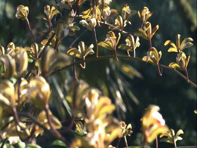 Du lịch - Cận Tết tới Sìn Suối Hồ ngắm "vương quốc" địa lan rừng