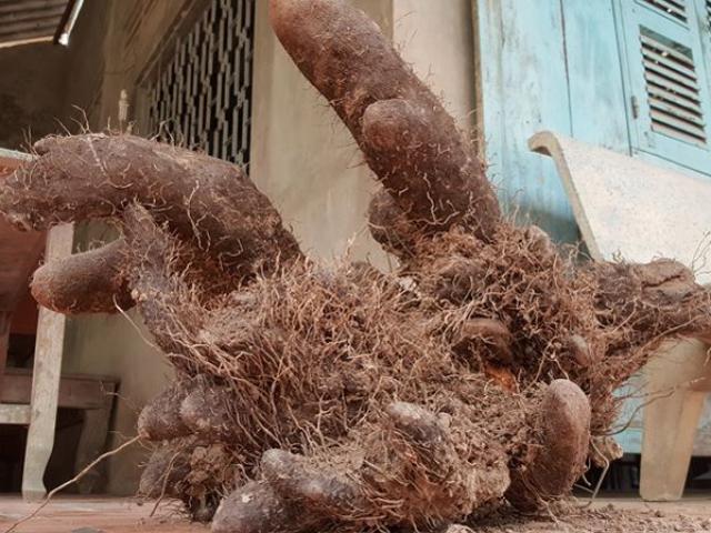 Tin tức trong ngày - Dỡ bờ đất, nông dân Vĩnh Long thu được củ khoai "khủng" nặng 26kg