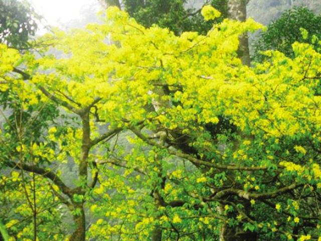 Tin tức trong ngày - Săn lão mai vàng trên non thiêng Yên Tử