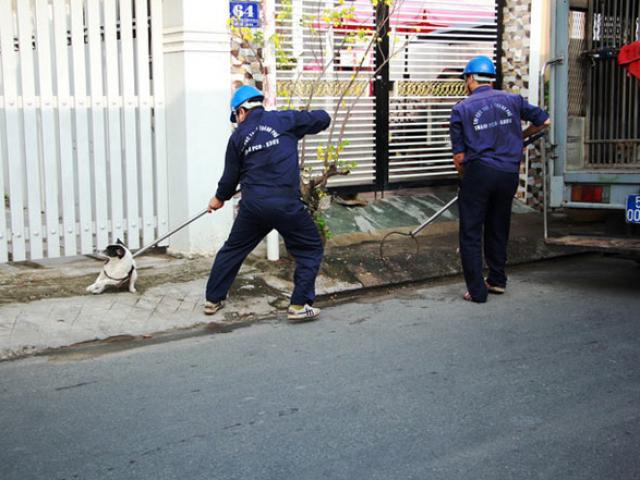 Tin tức trong ngày - Biệt đội "săn" chó thả rông ở Sài thành
