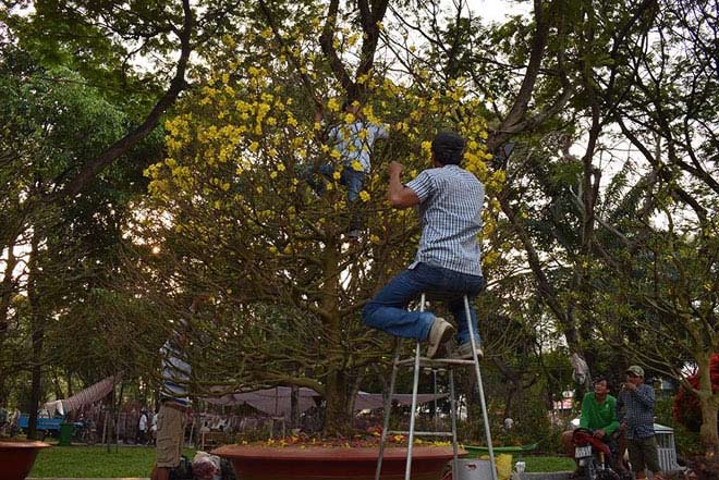 “Lão” mai khổng lồ, tỏa mùi thơm giá hơn 200 triệu - 3