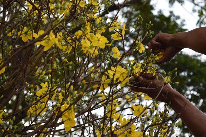 “Lão” mai khổng lồ, tỏa mùi thơm giá hơn 200 triệu - 5