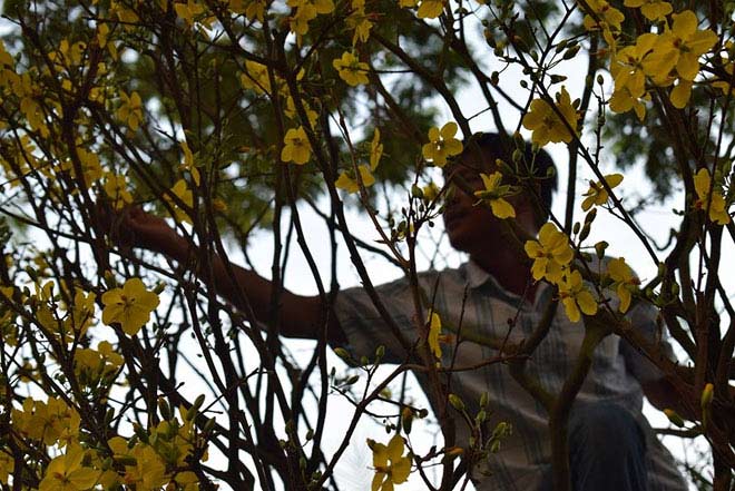 “Lão” mai khổng lồ, tỏa mùi thơm giá hơn 200 triệu - 4