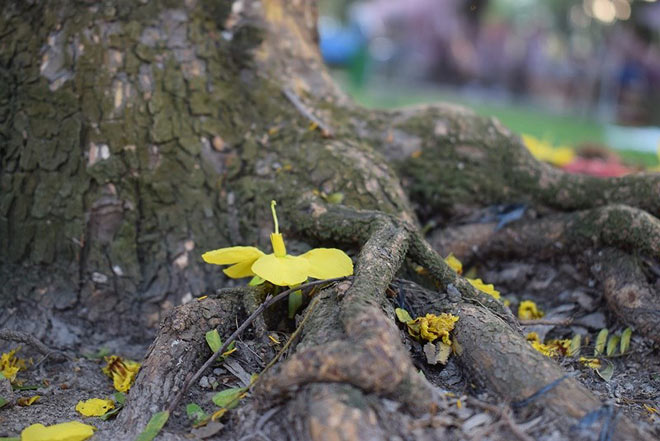 “Lão” mai khổng lồ, tỏa mùi thơm giá hơn 200 triệu - 2