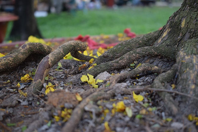 “Lão” mai khổng lồ, tỏa mùi thơm giá hơn 200 triệu - 6